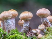 Detailausschnitt aus Hallimasch Pilzgruppe